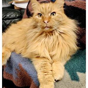 Lost Cat Tangerine