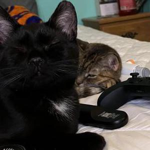 Lost Cat Black Atom