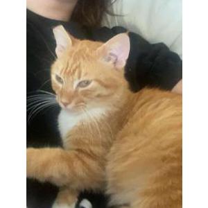 Lost Cat Theo