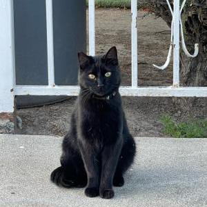 Lost Cat Kiirits