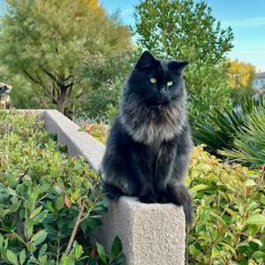 Lost Cat Winston