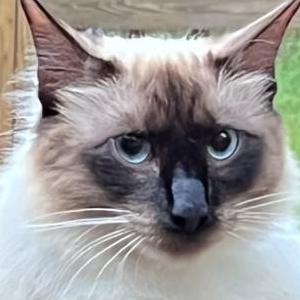 Lost Cat Toby D Kitts