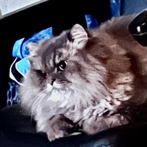 Lost Cat Cooper