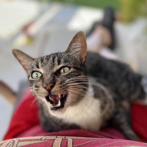 Lost Cat Bum Bum