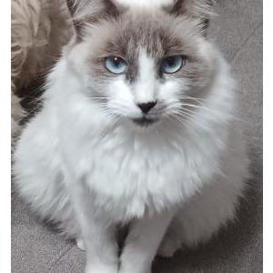 Image of Yuki, Lost Cat