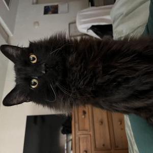 Lost Cat Kemo
