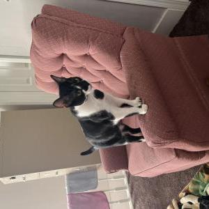 Lost Cat Oreo