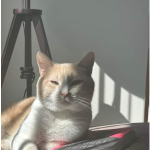 Lost Cat Charlie