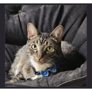 Lost Cat Zim