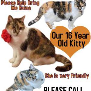 Lost Cat Callie