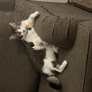 Image of Spartacus, Lost Cat