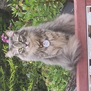 Lost Cat Leila