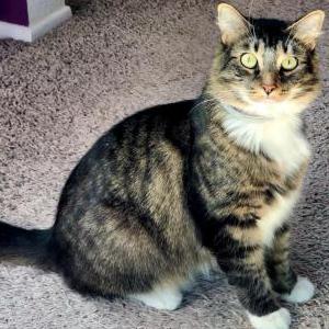 Lost Cat Dobby