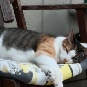 Lost Cat Cleopatra