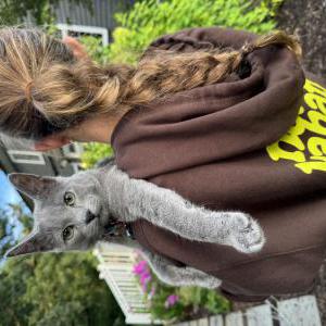 Lost Cat Joey