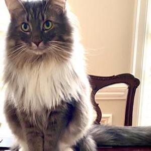 Lost Cat Pixie