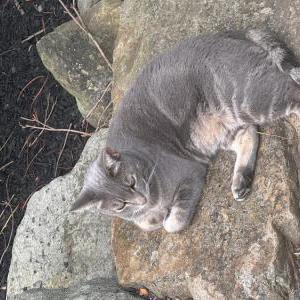 Lost Cat Astara