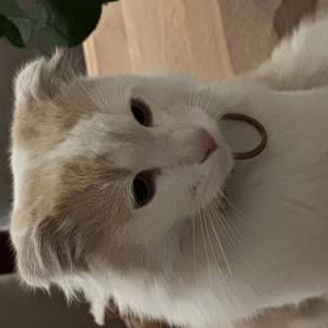 Image of Unknown, Found Cat