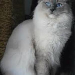 Found Cat Unknown