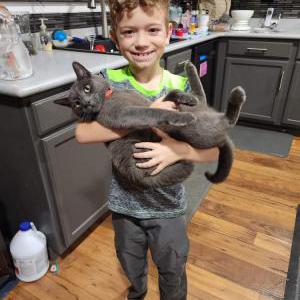 Image of Smokey, Lost Cat