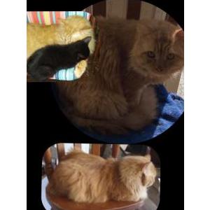 Lost Cat Oscar