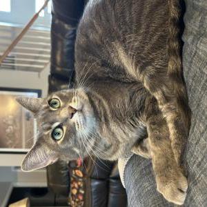 Lost Cat Honey