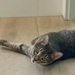 Lost Cat Whiskers