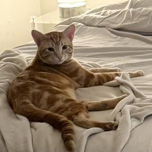 Lost Cat Cheeto