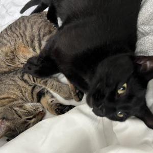 Lost Cat Buzz