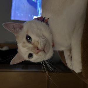 Lost Cat Ghost