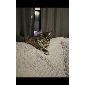 Lost Cat Albus