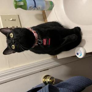 Lost Cat Midnight