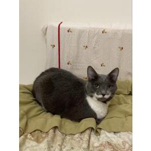 Lost Cat Gabby
