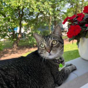 Lost Cat Dexter