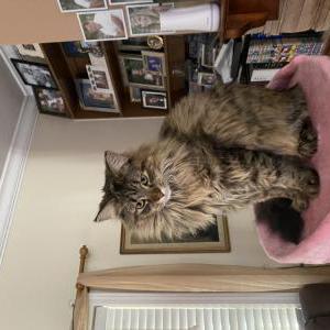 Lost Cat Stormy