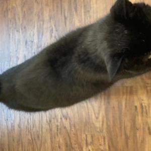 Found Cat Unknown