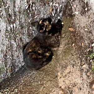 Lost Cat Felix
