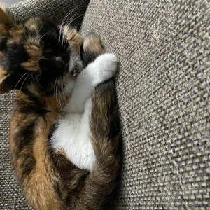Lost Cat Simoa