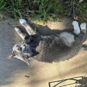 Image of Luna, Lost Cat