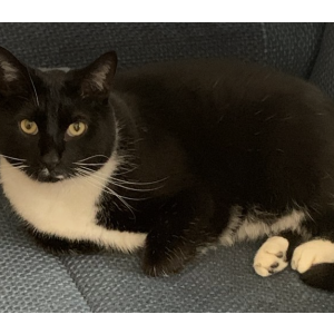 Lost Cat Remington (Poopy)
