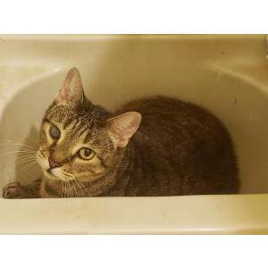 Lost Cat Kui