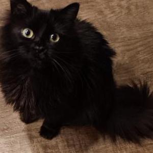 Lost Cat Dennis