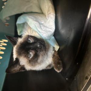 Found Cat unknown