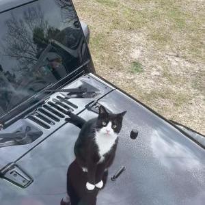 Lost Cat Jeffrey