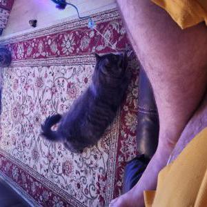Lost Cat Mr kitty