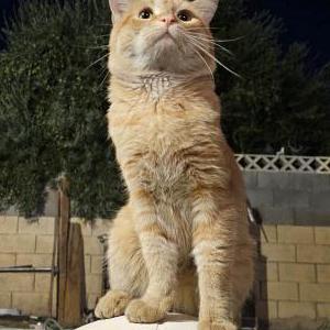 Lost Cat Cheese