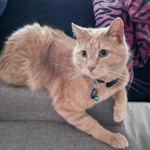 Lost Cat Jonny