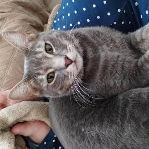 Lost Cat Sasha