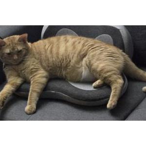 Lost Cat Dobbin