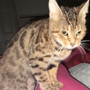 Lost Cat Juliet